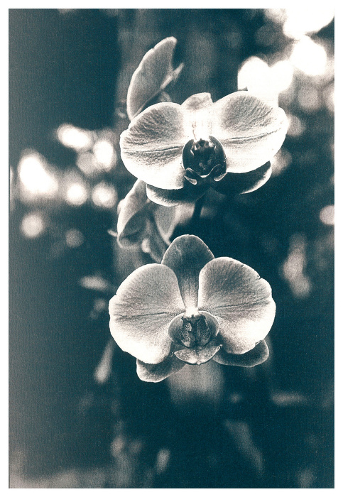 Орхидеи<br/>
Cyanotype Ручная печать<br/>
акварельная бумага Canson Montval 300 g<br/>
тонирование
